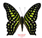 Graphium agamemnon (Philippines) A2